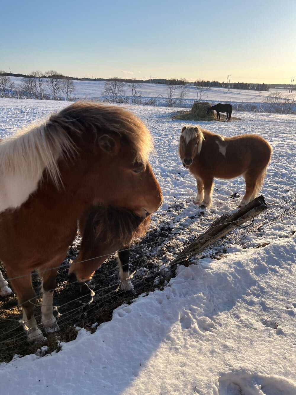 おおいそのブログ9